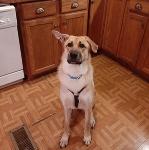 Meet your Posher, Tracy